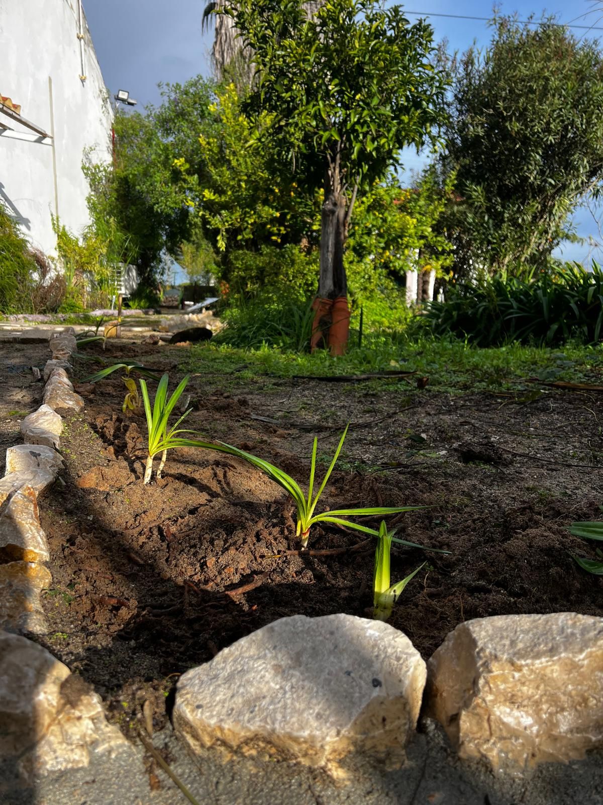 Jardim a crescer