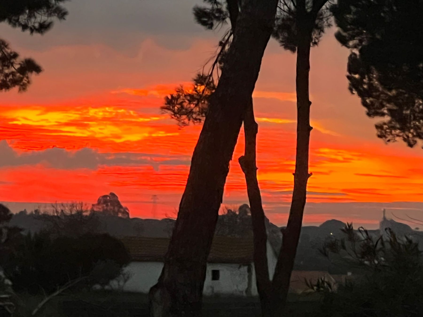 Pôr do sol entre pinheiros